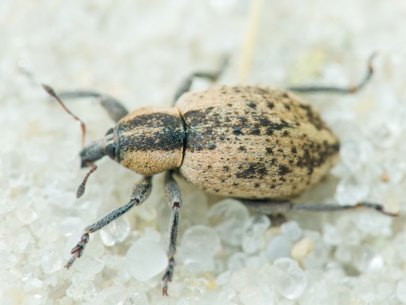 Hypera (Hypera) miles (Paykull, 1792)